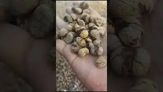 Fish tail polished Seeds/ Nut available.