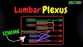 Lumbar plexus (Scheme + QUIZ) | Anatomy