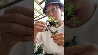 簡単な衣替え。  An easy way to “change the clothes” of juniper.