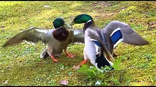 Кряква селезень защищает утку и выводок, как коршун || Mallard drake protects duck and brood