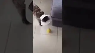 #funnycat #funnyvideo