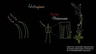 Fototropismo | Biología vegetal | Biología | Khan Academy en Español