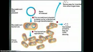 Biotechnology - Cloning & Genetic Engineering