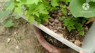 Re Plant