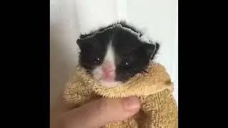 котёнок мяукает но картинка зависает