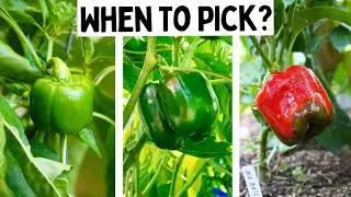 When To Harvest Bell Peppers 🫑
