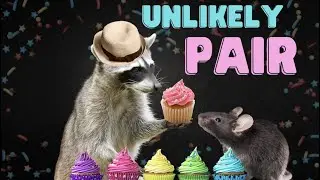 Mouse Eats with a Raccoon! *NO FEAR*