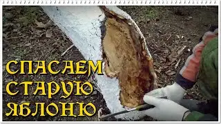СПАСАЕМ СТАРУЮ ЯБЛОНЮ.