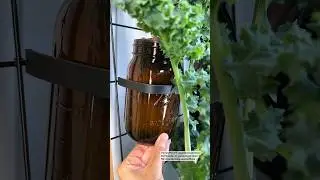 UV-Blocking Amber Jars Don’t Always Prevent Algae