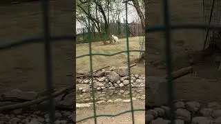 Белый кенгуру