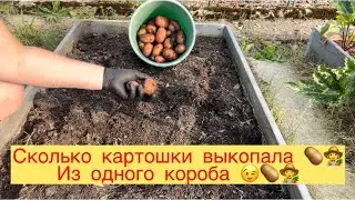 СКОЛЬКО КАРТОШКИ 🥔👩‍🌾 ВЫКОПАЛА ИЗ ОДНОГО КОРОБА😉👩‍🌾🥔