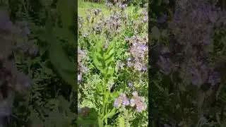 Пчёлы любят посещать фацелию