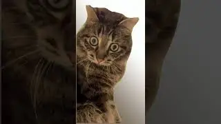 Шок! 😀 Ведущий перепутал ресторан!