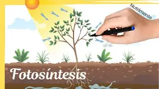 Photosynthesis and its stages