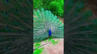 Peacock...