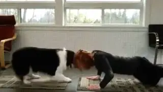 Собака с хозяйкой занимаются йогой)))