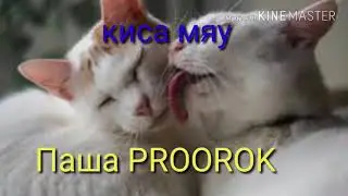 Киса мяу Паша PROOROK