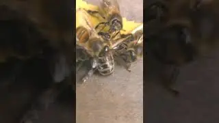 Воровку в улей не пустим