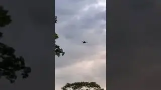 Hornbill Flying