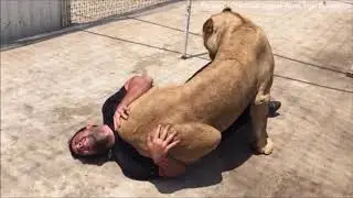Lioness Reunited With Man who raised her as a Cub.
