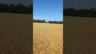 ячмень. начало. 2024г. старичок в деле