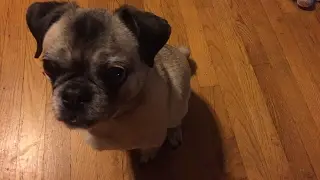 Penny tries treats LIVE!