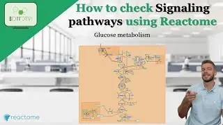 How to check Signaling pathways using Reactome 