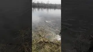 Джек рассел терьер