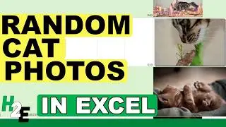 Get Random Cat Photos  Into Excel Every Day!
