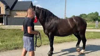 Новоолександрівський Жеребець на Продажу
