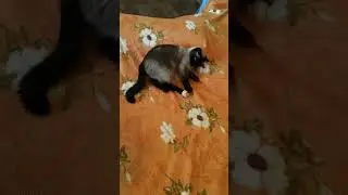 Кот Эверест и мячик
