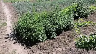 Сколько взять соток,обзор участка
