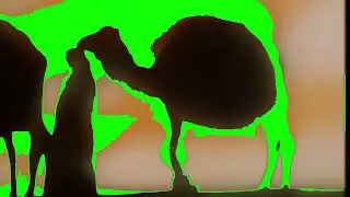Camels Green Screen for 