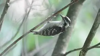 Wood Pecker Topaz TEST alq13