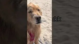 A princess at the beach 💅😂 #dogshorts #dogs #puppy #goldenretriever #puppies #cutedog #doglife