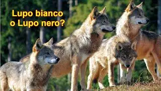 Lupo bianco o Lupo nero? Tutto il Branco!