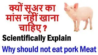 क्यों सूअर का मांस नहीं खाना चाहिए ? Scientifically Explain || Why should not eat pork Meat ?