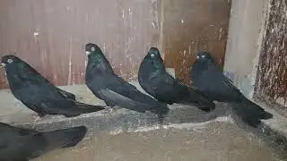 Николаевские голуби Мои галчата