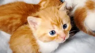 Котята впервые попробовали корм для котят и вот ЧТО ВЫШЛО!