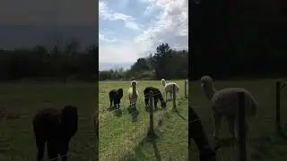 Alpaca #shorts