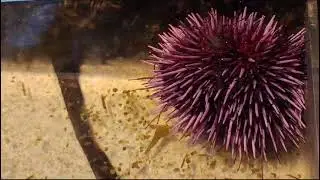 Touching an urchin