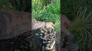 Jubaea chilensis Palm tree update #palmtrees