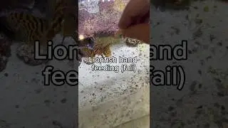Lionfish hand feeding (FAIL)