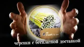 Exotic Tree - питомник живой экзотики / Плетеное дерево от 490 руб