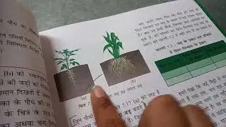 कक्षा-6 विषय-विज्ञान पाठ -7  ( पौधों को जानिए ) भाग -2