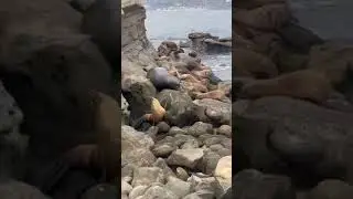 Newborn Sea Lion finds its legs! #shorts #sealions