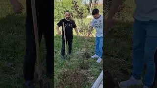 si mbjell pemet lali eri. si i mbjellin hoxhallaret 😀😀