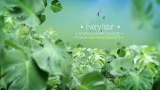 10520395 the rainforests titles