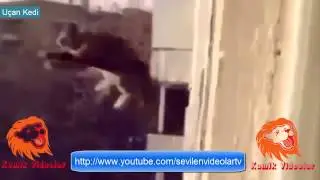 Uçan Kedi 2