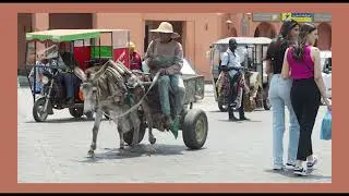 trotta somarello